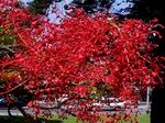 Arbol australiano.