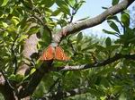 Mariposa en el árbol.