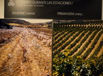 Museo del vino. Viñas en invierno y primavera. Logroño. La Rioja.