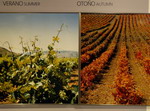 Museo del vino. Viñas en verano y otoño. Logroño. La Rioja.