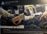 Museo del vino. Selección de la uva. Logroño. La Rioja.