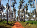 Palmeral en Ko Chang.