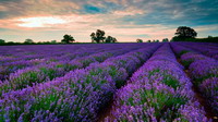 Campo de lavanda.