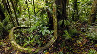 Selva del Amazonas. Brasil.