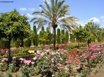 Rosaleda en los jardines del Alcázar