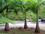 El Yunque. San Juan.