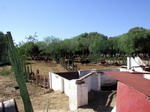 Toros de lidia en finca de Cádiz