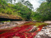 Caño Cristales.