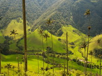 Valle de Cocora.