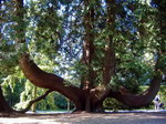 Arbol en los jardines del Castillo en Blarney.