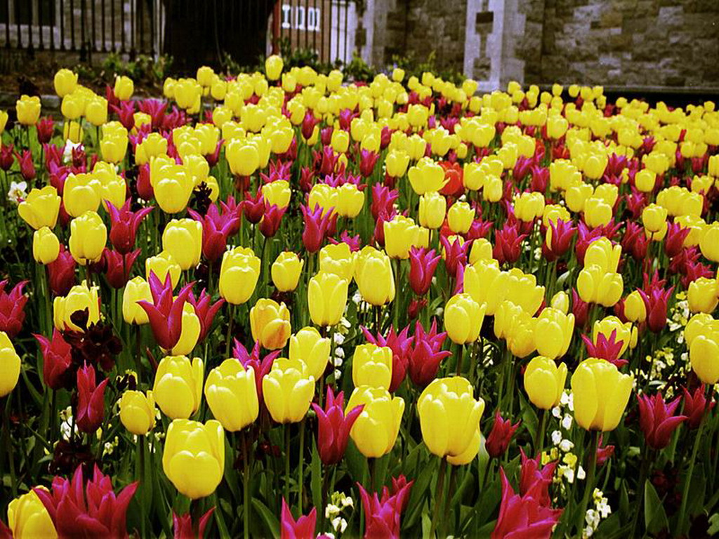Tulipan irlandes