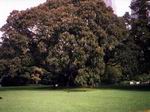 Jardín en Sidney, Australia