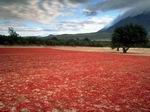 Plantación de ajíes - Salta