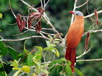 Pajaro.