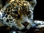 Leopardo.