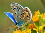 Mariposa azul.