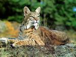 Lince.