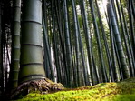 Bosque de bambú.