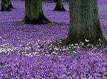 Alfombra de flores.