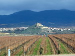 Viñedo en otoño. San Vicente de la Sonsierra. La Rioja.