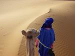 Camello en el desierto del Shara.