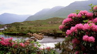 Colinas y flores en Irlanda.