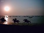 Carrera de caballos al atardecer en Sanlúcar de Barrameda.