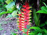 Bosque de Maricao.