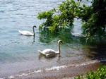 Cisnes en Suiza